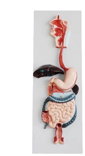 Digestive system relief model (MA-315)