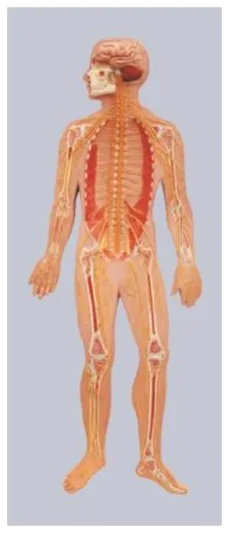 Nervous system relief model