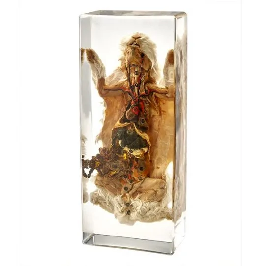SEKCJA ANATOMICZNA KRÓLIKA - MODEL W AKRYLU