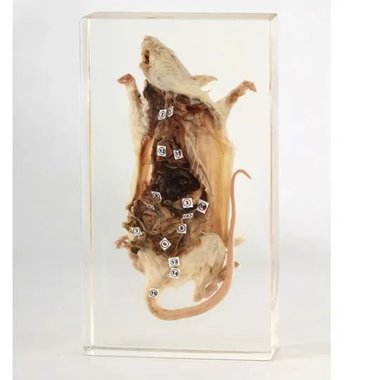 SEKCJA ANATOMICZNA SZCZURA - MODEL W AKRYLU