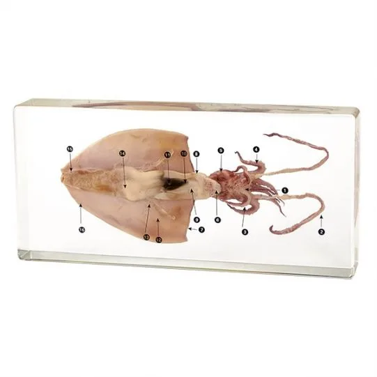 SEKCJA ANATOMICZNA KAŁAMARNICY - MODEL W AKRYLU